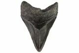Serrated, Fossil Megalodon Tooth - Georgia #87958-1